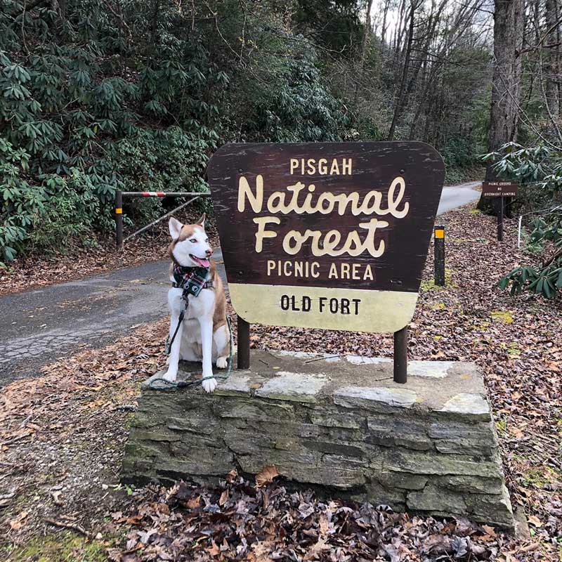 10 Reasons Adventures are Better with a Dog