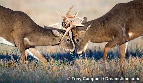 minus 33 merino wool clothing, Animals, deer in natural habitat.