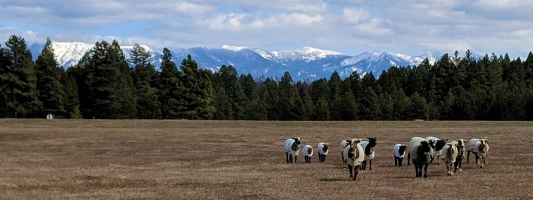 Steitzhof Merinos