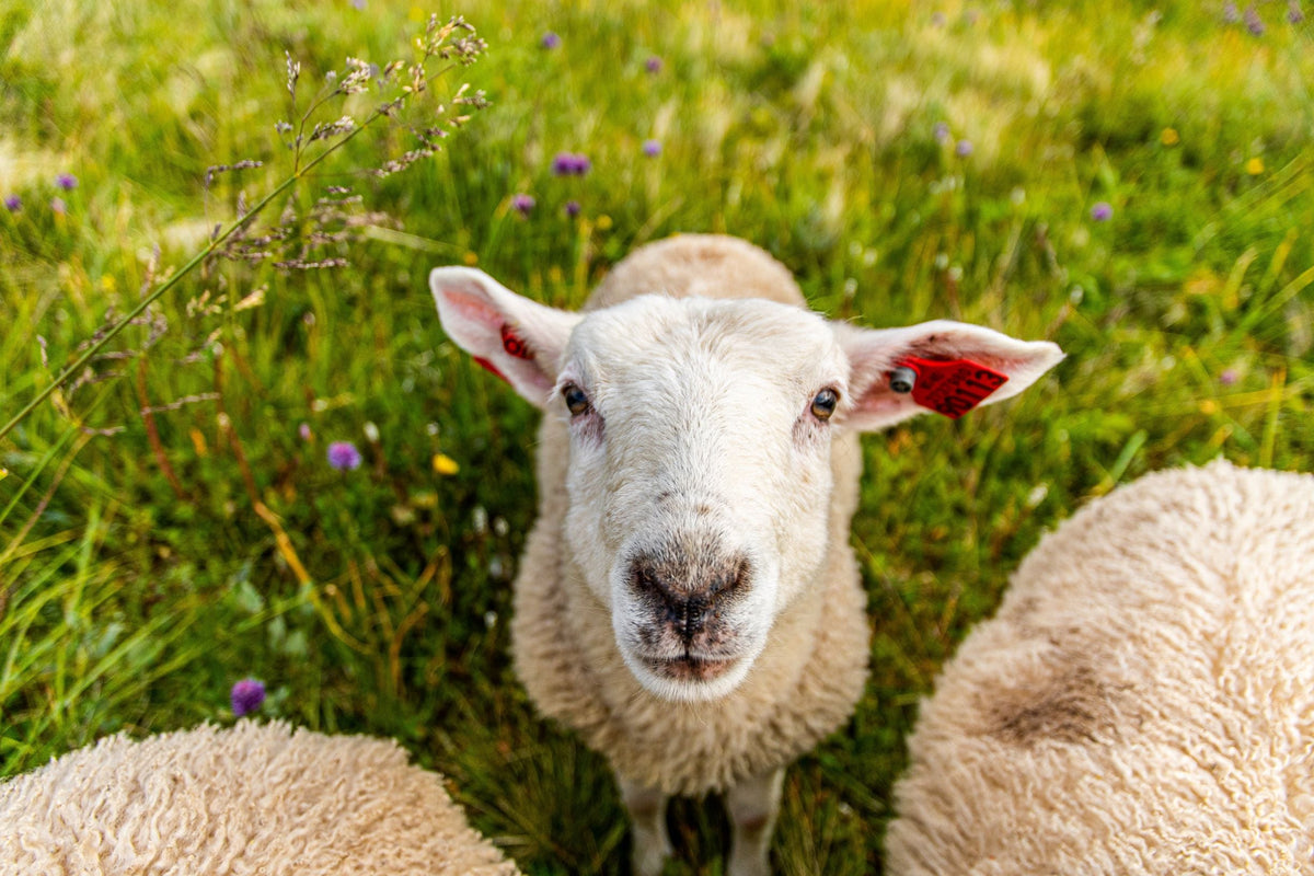 Did You Know? - Sheep Shearing Facts