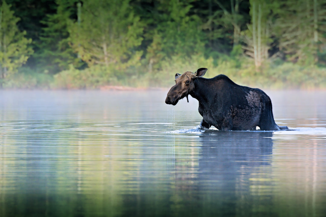 minus 33 merino wool clothing, NH Wildlife, Moose in its natural habitat