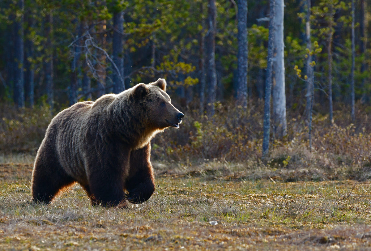 minus 33 merino wool clothing, Animals, bear in natural habitat.