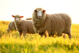 merino sheep durable comfortable natural resource organic wear cute animals farm sheering 