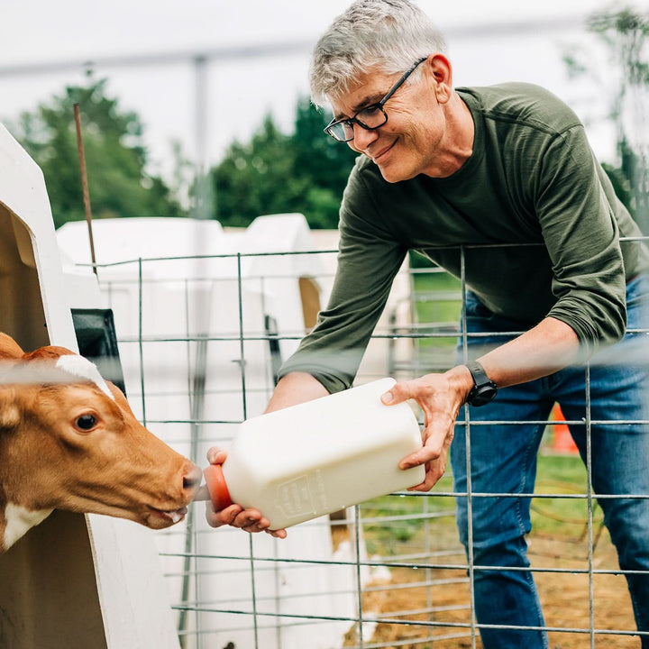 Man feeds dairy calf bottle of milk 
