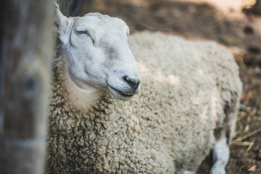 Australian merino wool sheep minus33 resting cozy farm life new hampshire 